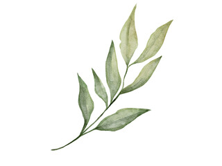 Watercolor illustration of green branch with leaves