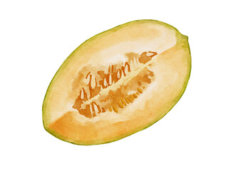 Watercolor illustration of melon summer fruit