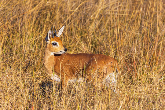 Cut steenbock in the evening sun in the bush