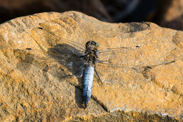 Großer Blaupfeil (Orthetrum cancellatum) © Karin Jähne