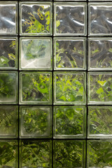 glass blocks as windows with nature in the background