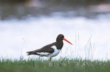 Eurasian oystercatcher (Haematopus ostralegus) walking on the green grass