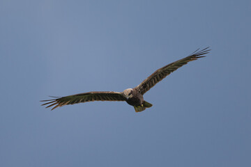 harrier