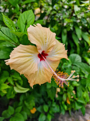 Yellow Hibiscus flower in Fiji