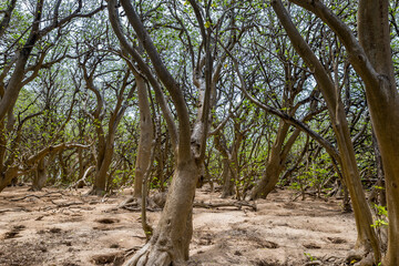 Fototapeta na wymiar Pisonia trees on Lady Musgrave Island, Great Barrier Reef , Queensland, Australia.