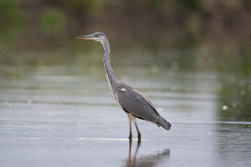 Gray heron