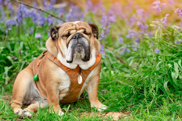 Obraz premium Red English British Bulldog Dog looking up, licking out its tongue and sitting in the bluebells on spring hot sunny day