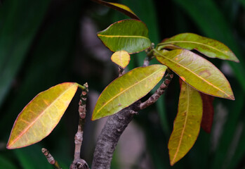 red and green leaves