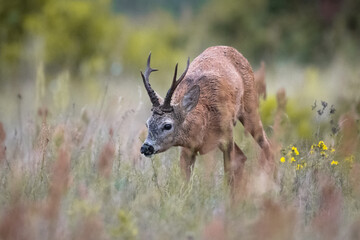 Roe deer © Michal Kruk
