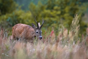 Roe deer