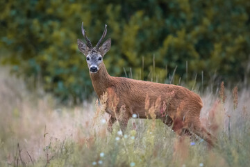 Roe deer