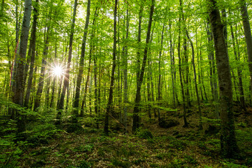 Spring sunrise in La Fageda D En Jorda Forest, La Garrotxa, Spai