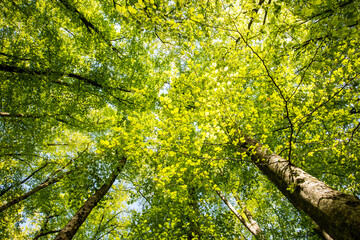 Spring sunrise in La Fageda D En Jorda Forest, La Garrotxa, Spai