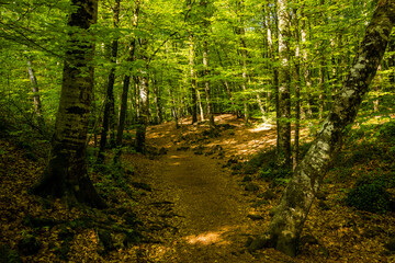 Fototapeta premium Spring sunrise in La Fageda D En Jorda Forest, La Garrotxa, Spai