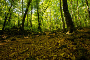 Spring sunrise in La Fageda D En Jorda Forest, La Garrotxa, Spai