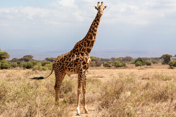 Giraffe in Kenya's savana