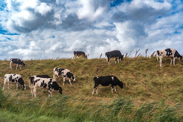 Eine Gruppe Kühe grast auf einem Deich