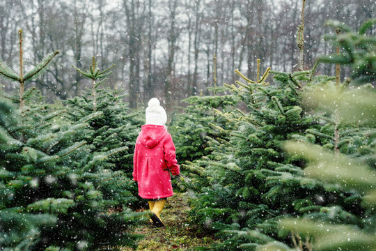 Adorable little toddler girl with Christmas tree on fir tree cutting plantation . Happy child in winter fashion clothes choosing, cut and felling own xmas tree in forest, family tradition in Germany