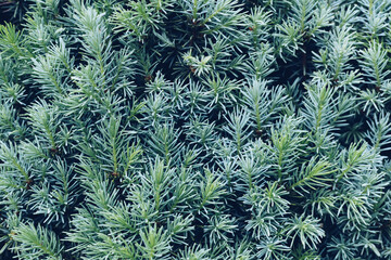  Green branches of a pine tree close-up, short needles of a coniferous tree close-up background texture
