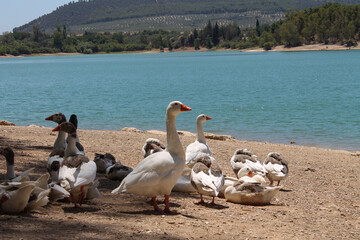 group of geese resting in front of a lake