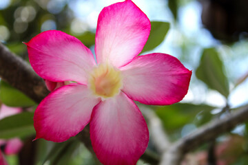 Pinrang, Sulawesi Selatan Indonesia.
A very common Japanese frangipani flower.
November 24 2013
