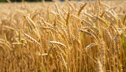 Golden ears of wheat in summer on the field.