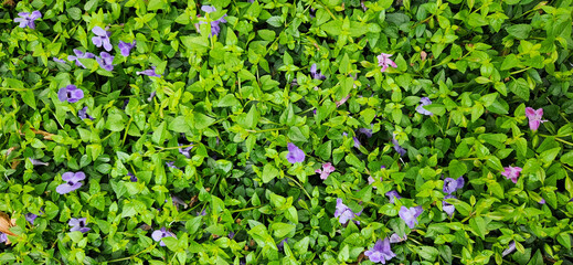 grass and flowers