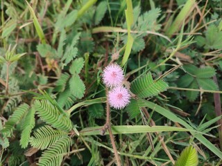 Pink Princess Malu Flower Photo