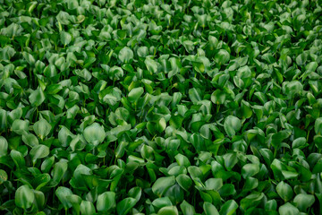 Green water hyacinth in pond