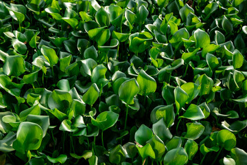 Green water hyacinth in pond