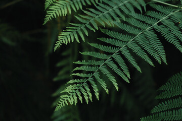 Saxon Switzerland Nationalpark Mountains Sunrise 