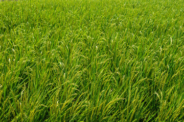 初夏に稲穂が着き始めた稲