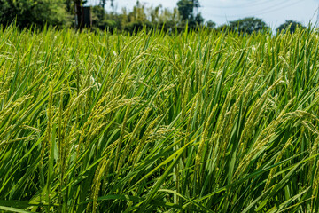 初夏に稲穂が着き始めた稲