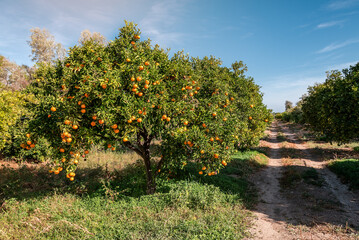 Lush and ripe orange tree