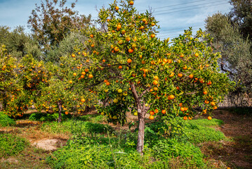 Fototapeta na wymiar Ripe and juicy orange tree