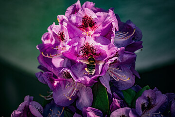 Blüte 3