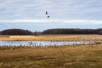 Tausende Kraniche am See beim Naturschutzgebiet Pulken in Südschweden