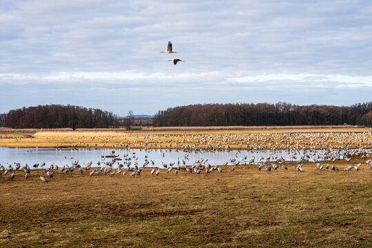 Tausende Kraniche am See beim Naturschutzgebiet Pulken in S&uuml;dschweden