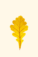 Close up autumn oak leaf with natural texture on beige background. Natural bring yellow red autumn leaf, minimal nature card, macro photo of autumnal foliage. Seasonal fall leaves, herbarium