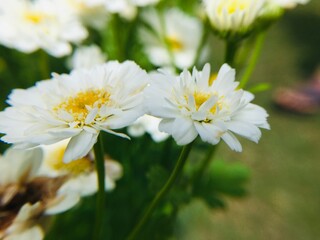 Obraz premium white daisies in a garden
