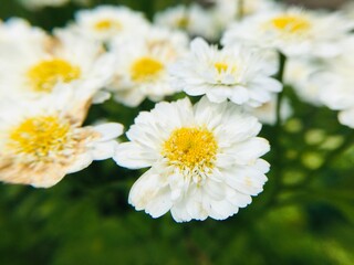 white daisy flower