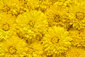 Floral background of yellow chrysanthemums. dandelions pattern