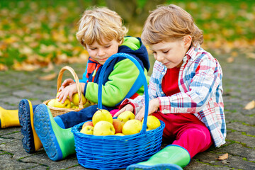 Two adorable little kid boys eating apples in home's garden, outdoors. Own harvest. Preschool...
