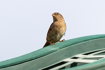 Moineau domestique, .Passer domesticus, House Sparrow