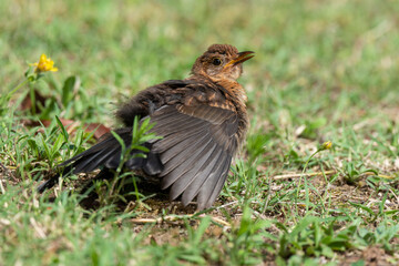 Merle noir,.Turdus merula, Common Blackbird