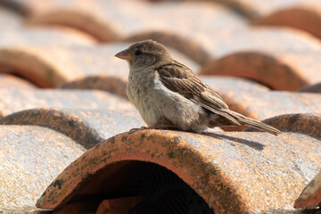 Moineau domestique, .Passer domesticus, House Sparrow