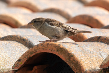 Moineau domestique, .Passer domesticus, House Sparrow
