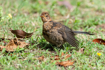 Merle noir,.Turdus merula, Common Blackbird