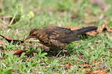Merle noir,.Turdus merula, Common Blackbird