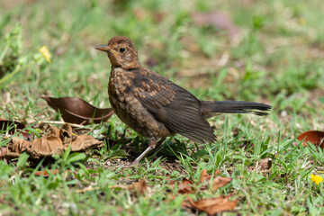 Obraz premium Merle noir,.Turdus merula, Common Blackbird
